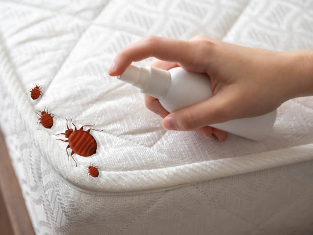 Best Affordable Pest Control Services  in Johns Creek, GA