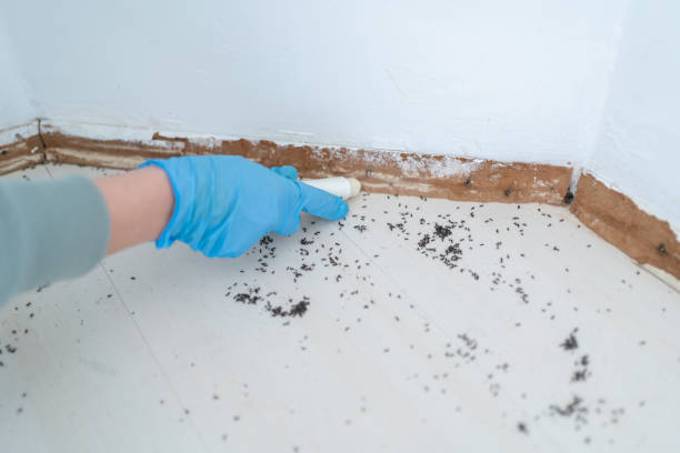 Best Flea Control Services  in Johns Creek, GA